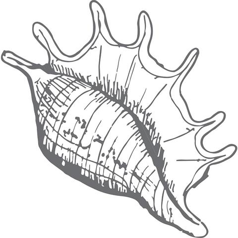 Conch Shell Line Drawing at GetDrawings | Free download