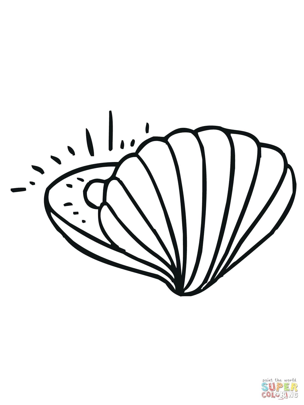 1200x1600 Decorative Sea Shell Illustration Outline Drawing In