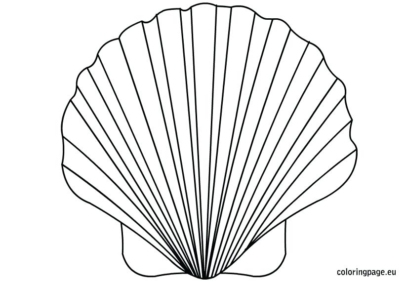 Conch Shell Line Drawing at GetDrawings | Free download