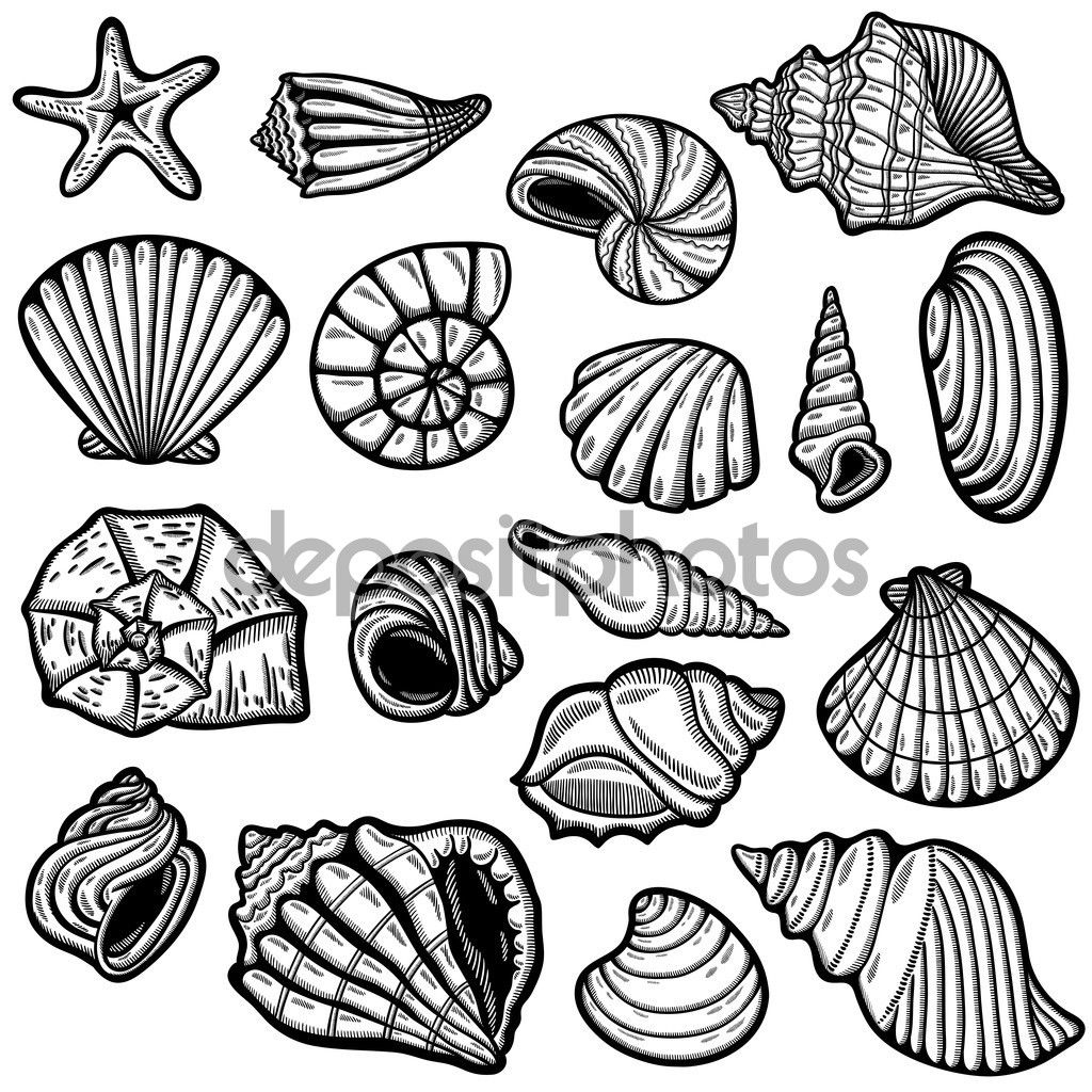 1024x1024 Image Result For Sea Shell Line Drawing Sereias