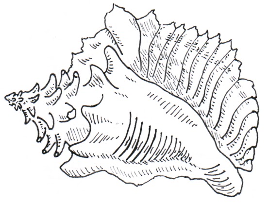 552x420 Collection Of Conch Shell Drawing High Quality, Free