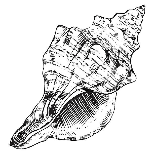 612x612 Collection Of Conch Shell Line Drawing High Quality, Free
