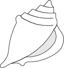 218x231 Collection Of Drawing Of A Conch Shell High Quality, Free