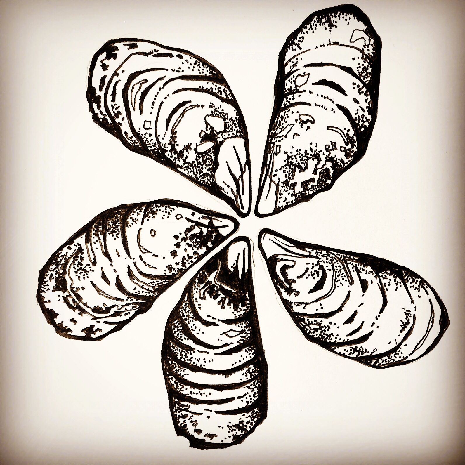 1592x1592 Mussel Shell Daisy By Rachel Shute For Original