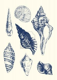 236x332 Sea Shell