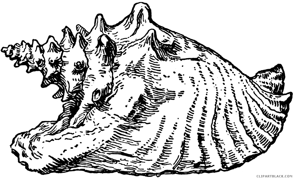 1024x625 Conch Shell Clipart