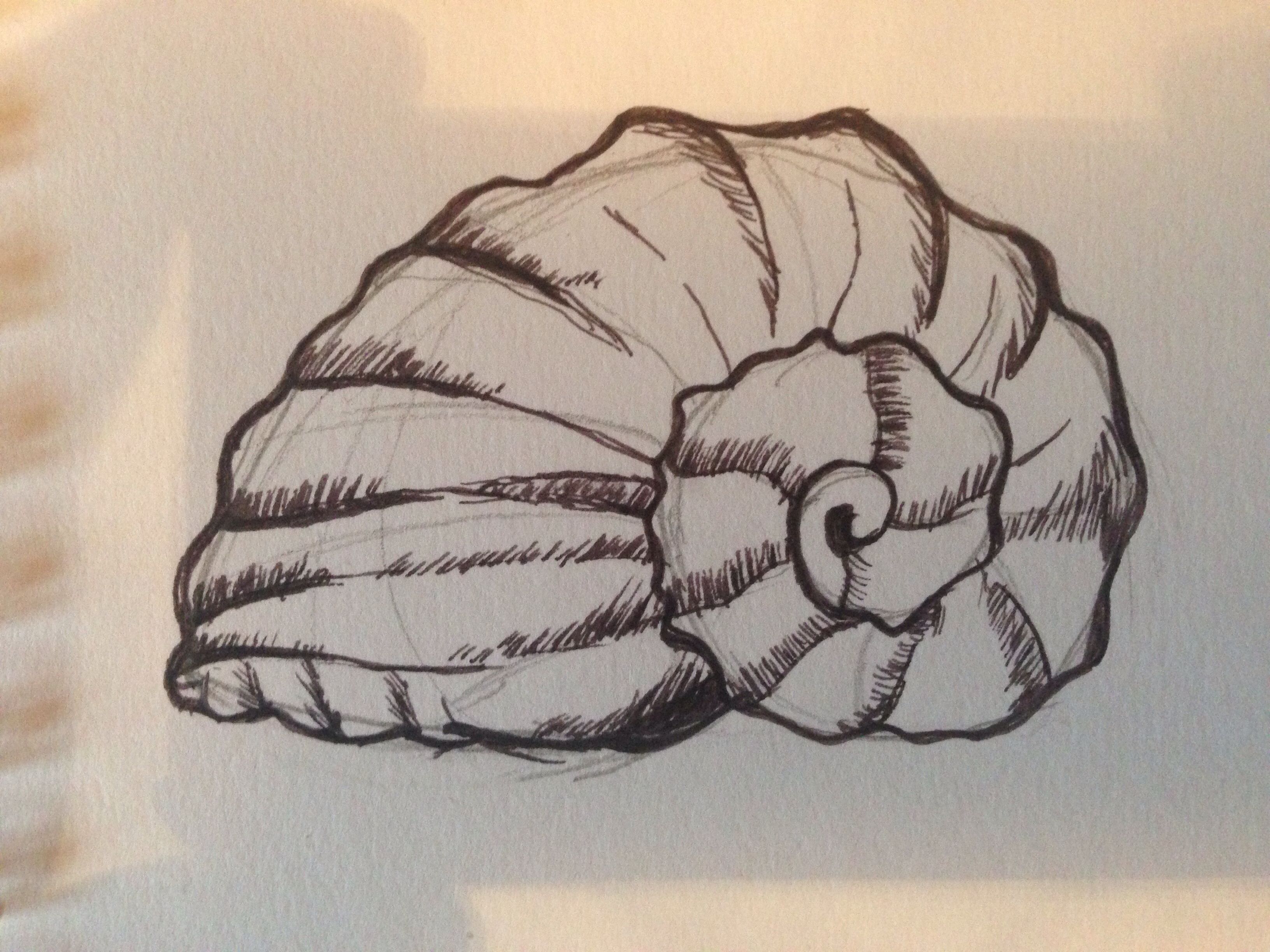 3264x2448 Shell Sketch. Drawing Of Shell. Line Drawing. Sketchy