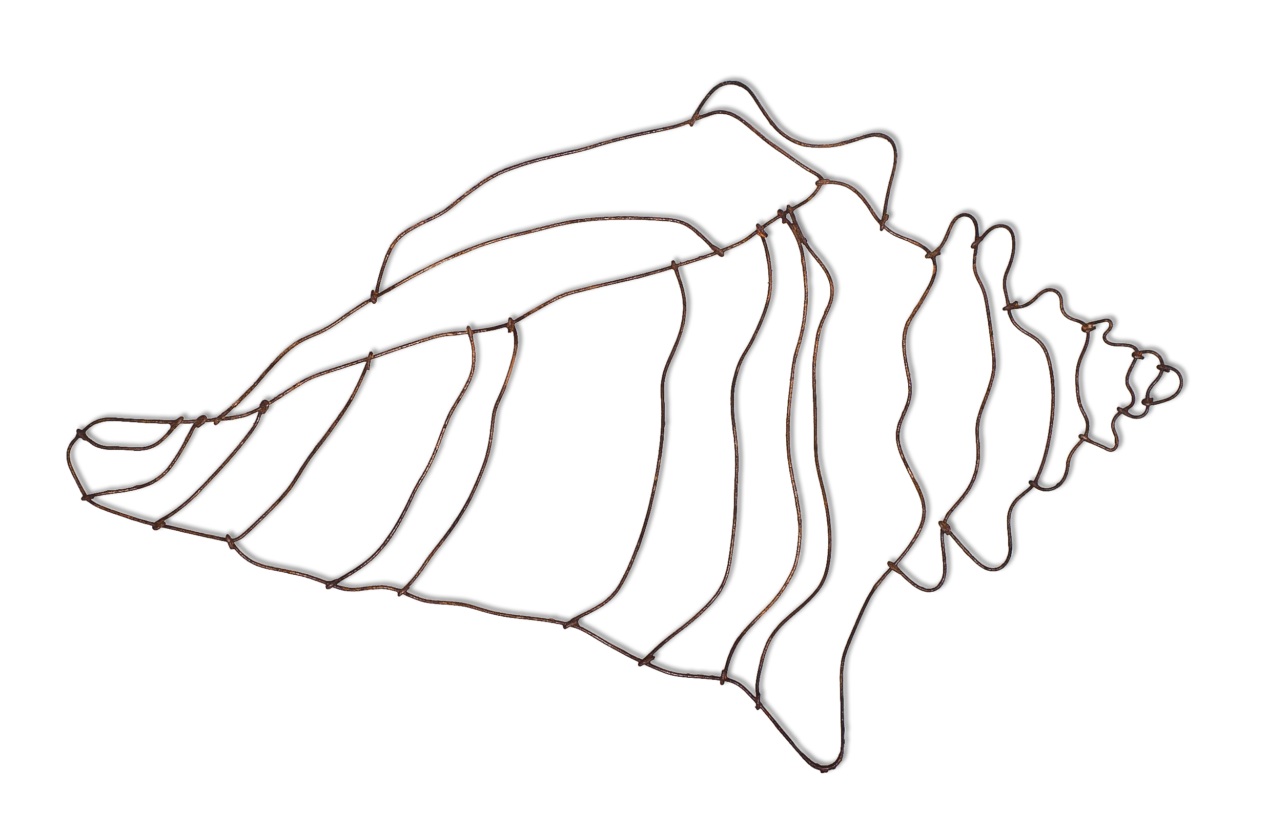 2472x1626 Conch Shell Drawing