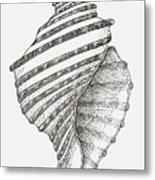 155x180 Conch Shell Drawing By Jim Harris