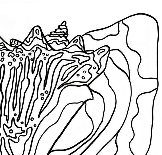 570x544 Conch Shell Coloring Page