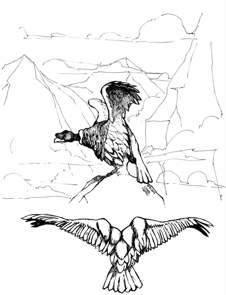 782x1022 Condor By Almendro