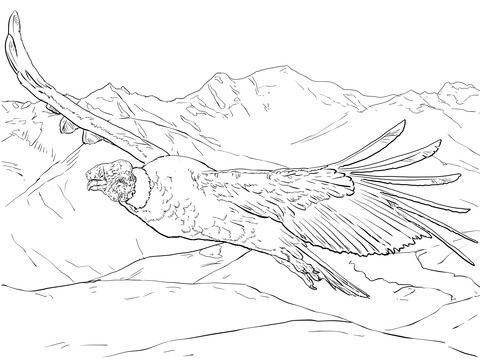 480x360 Andino Volando Dibujo Para Colorear Bird