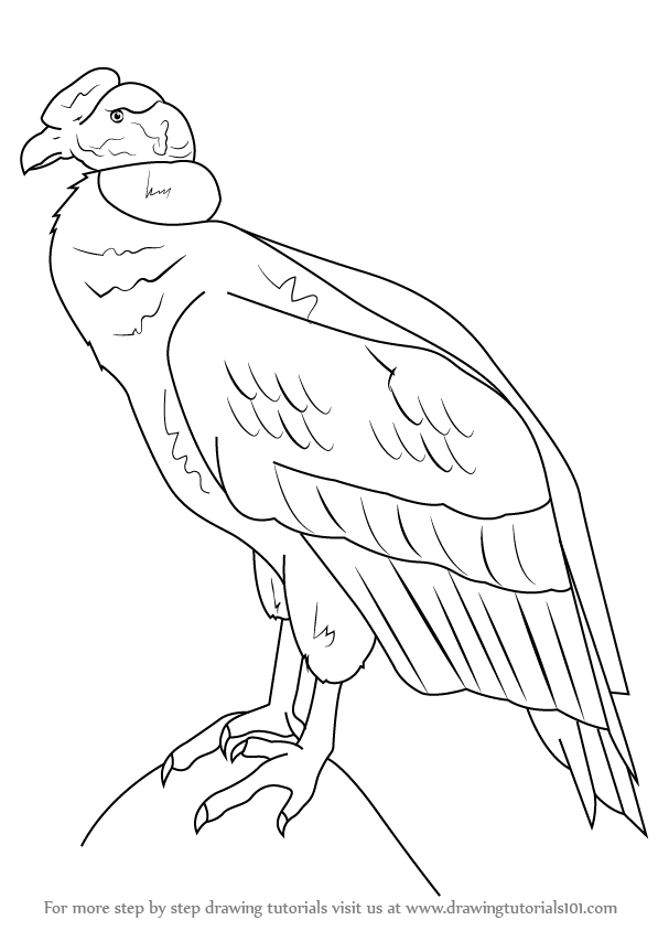 597x844 Learn How To Draw An Andean Condor (Birds) Step By Step Drawing