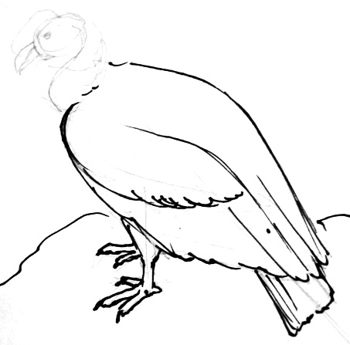 350x345 Andean Condor Drawing 103
