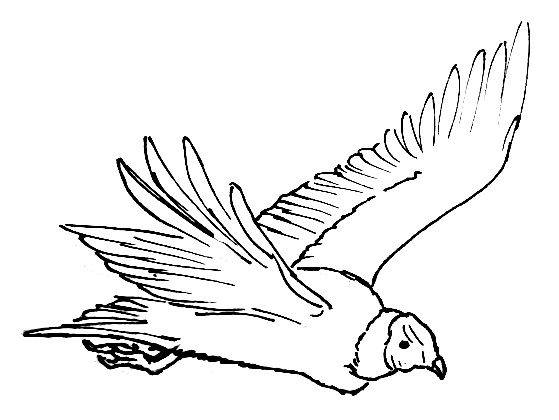 Condor Drawing at GetDrawings | Free download