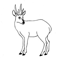 236x238 Drawing Tutorials Animals Birds Andean