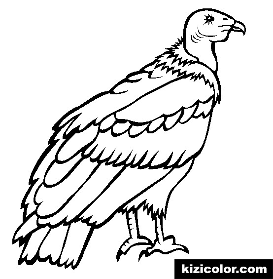 554x565 California Condor