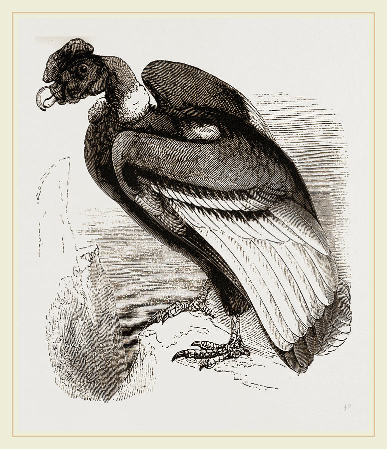 775x900 Condor Drawing By Litz Collection