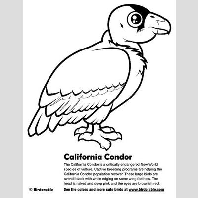 400x400 California Condor Coloring Page Lt Fun Free Downloads Amp Activity