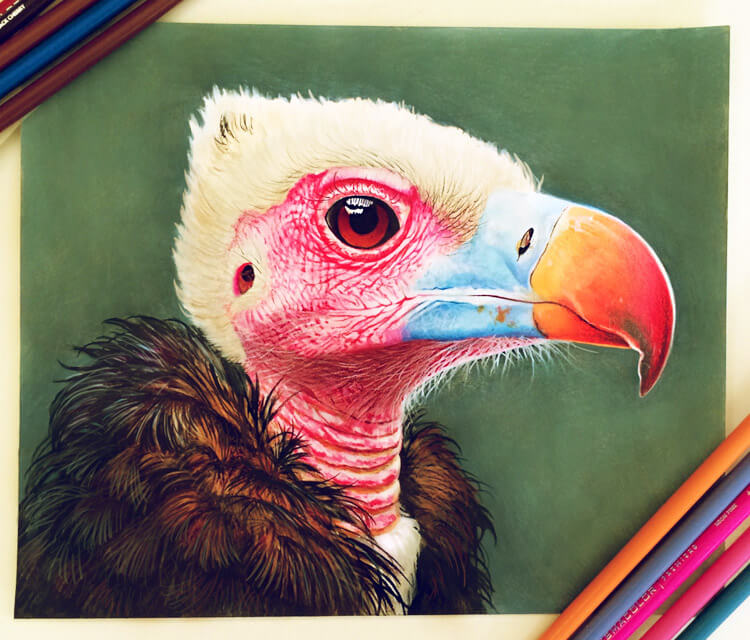 750x640 Condor Drawing By Morgan Davidson No. 449