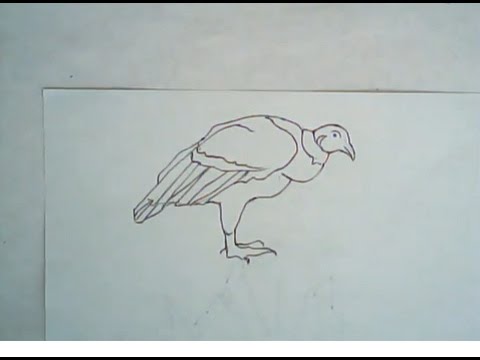 480x360 How To Draw An Andean Condor (Easy Art Lesson)