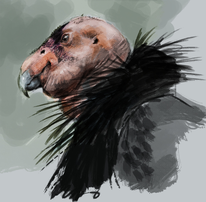 700x686 How To Paint Condor