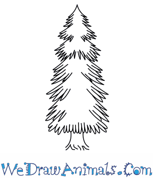 300x350 How To Draw A Spruce Tree