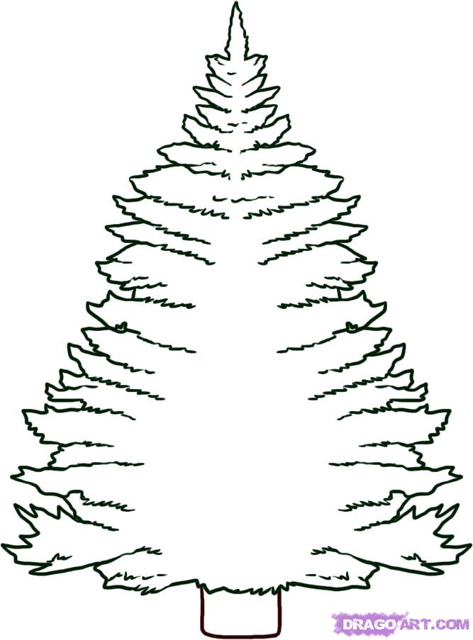 667x903 Pictures Pine Tree Drawings,