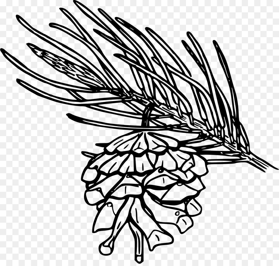 900x860 Pinus Monophylla Pinyon Pine Drawing Conifer Cone Clip Art