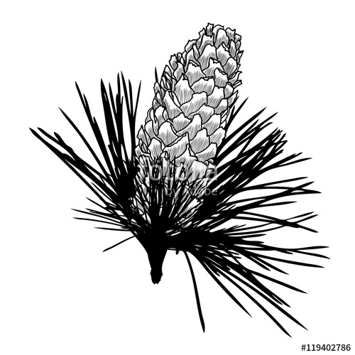 500x500 Conifer Cone On Pine Tree Branches, Pine Cone, Hand Drawing