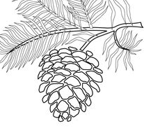 207x183 Conifers Kurt's Garden