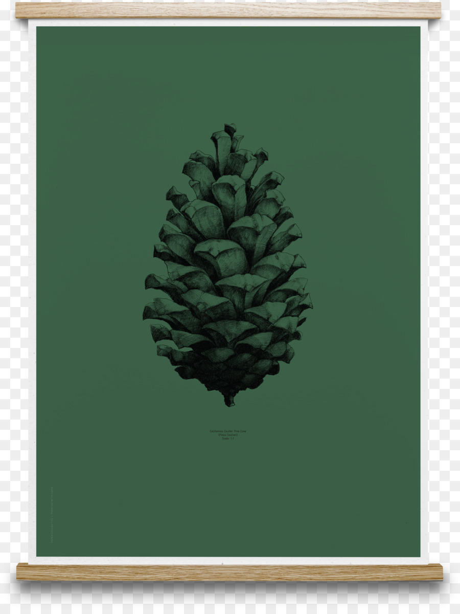 900x1200 Paper Pine Conifer Cone Posterdesign Drawing