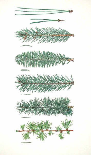 354x600 Types Of Conifer Leaves An Overview Of The Work Of Christina