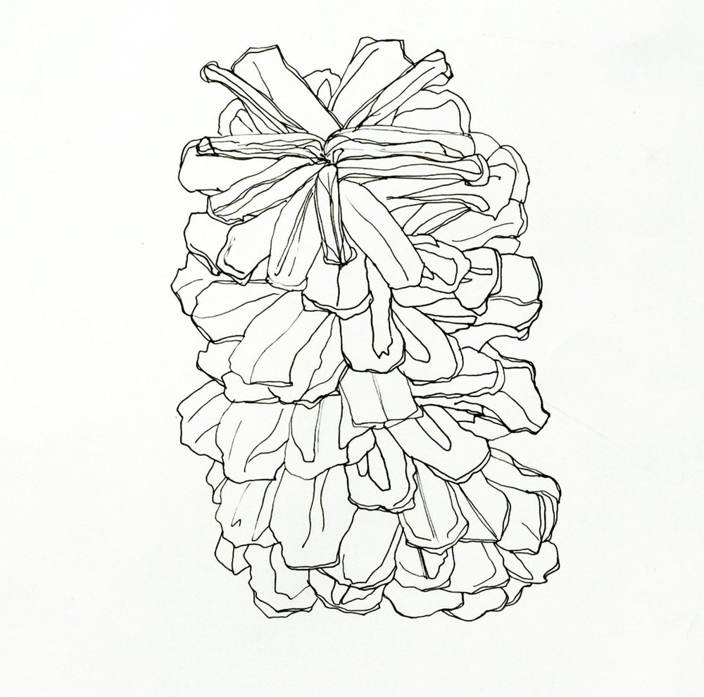 1000x990 Drawing Nicole Dietterich