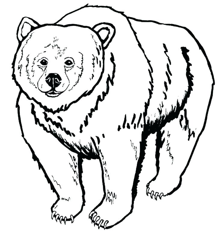 728x777 Bear Drawing Art And Draw Black Outline Within Coloring Pages