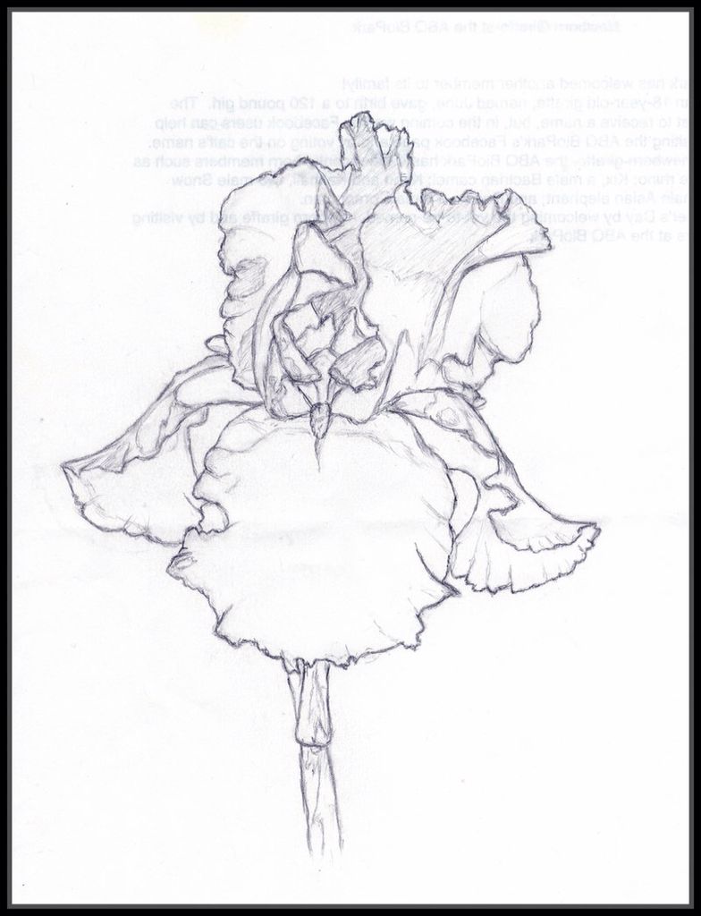 784x1024 Iris Flower Contour Drawing Sara Jenkins Httpudavrajati