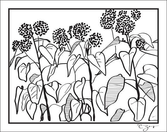 570x450 Flower Cluster Sketch Contour Drawing 8.5x11 Art Print