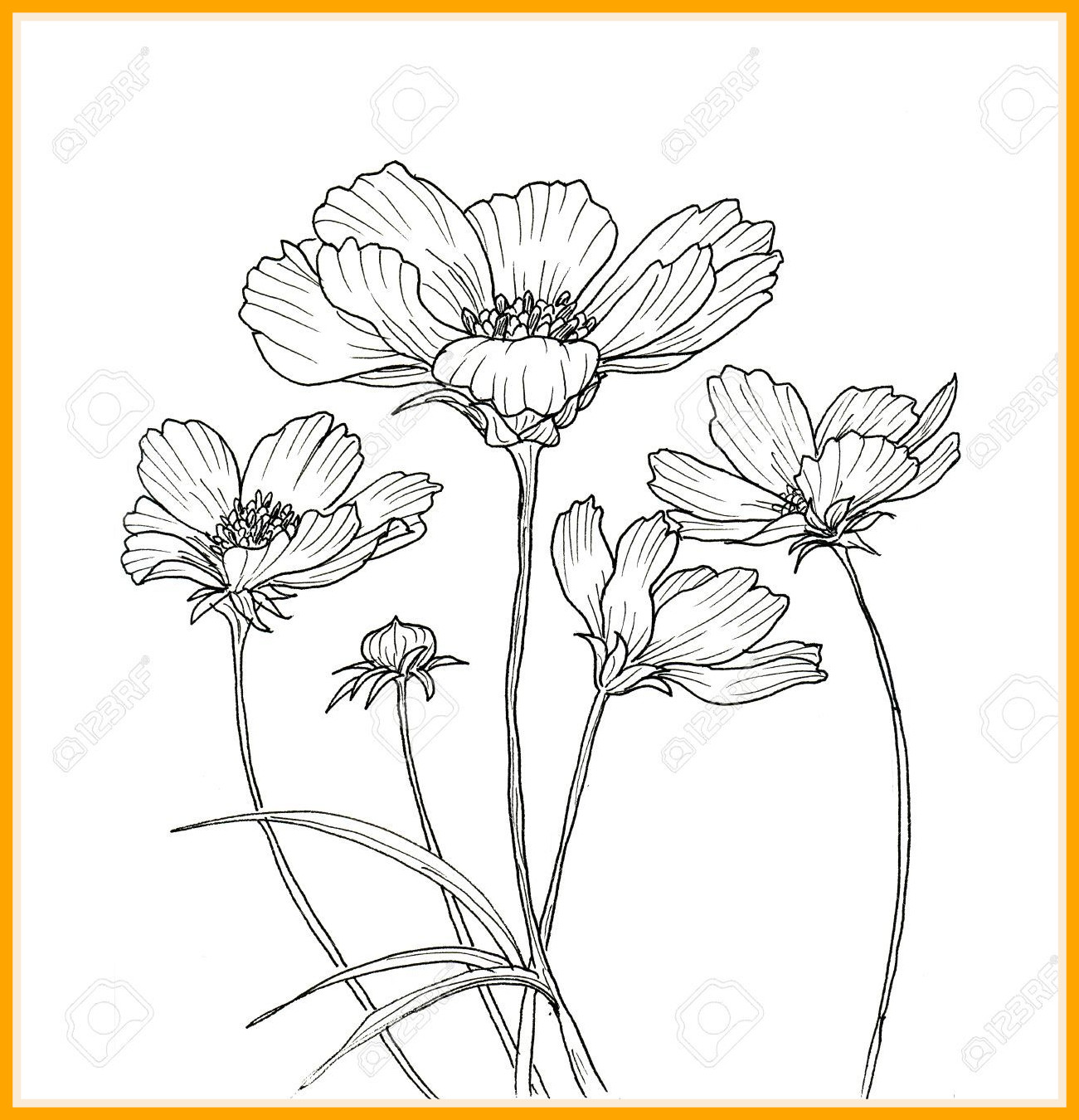 1301x1350 Inspiring Line Ink Drawing Of Cosmos Flower Black Contour On White