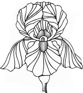 288x322 61 Best Draw Flowers Images On Drawing Flowers, Paint