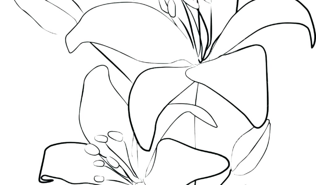 1024x600 Flower Drawing Outline Flower Drawing Outline Cool Flower Drawing