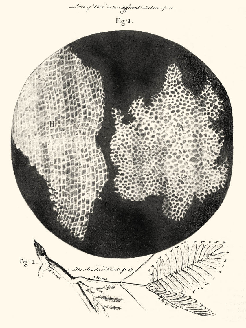 850x1133 A. Robert Hooke, Micrographia (Extract), 1665. A Drawing