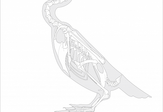 520x359 Tag Suliformes