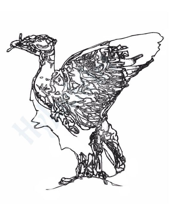 570x741 Teenadult Coloring Page.cormorant. Liverbird. By Hyjackart