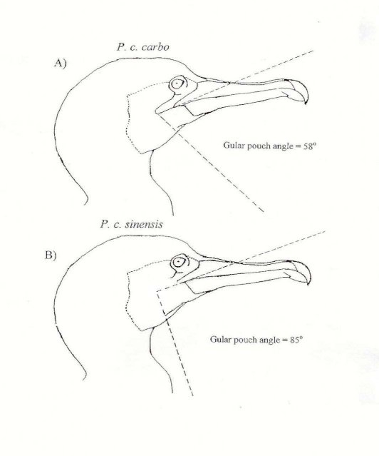 532x639 We Bird North Wales Sinensis Cormorant