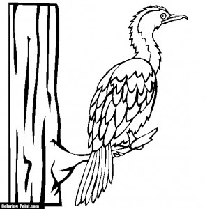 294x300 Nice Cormorants Bird Color Page For Kids