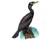 211x171 Brandt's Cormorant (Phalacrocorax Penicillatus) Line Art And Full