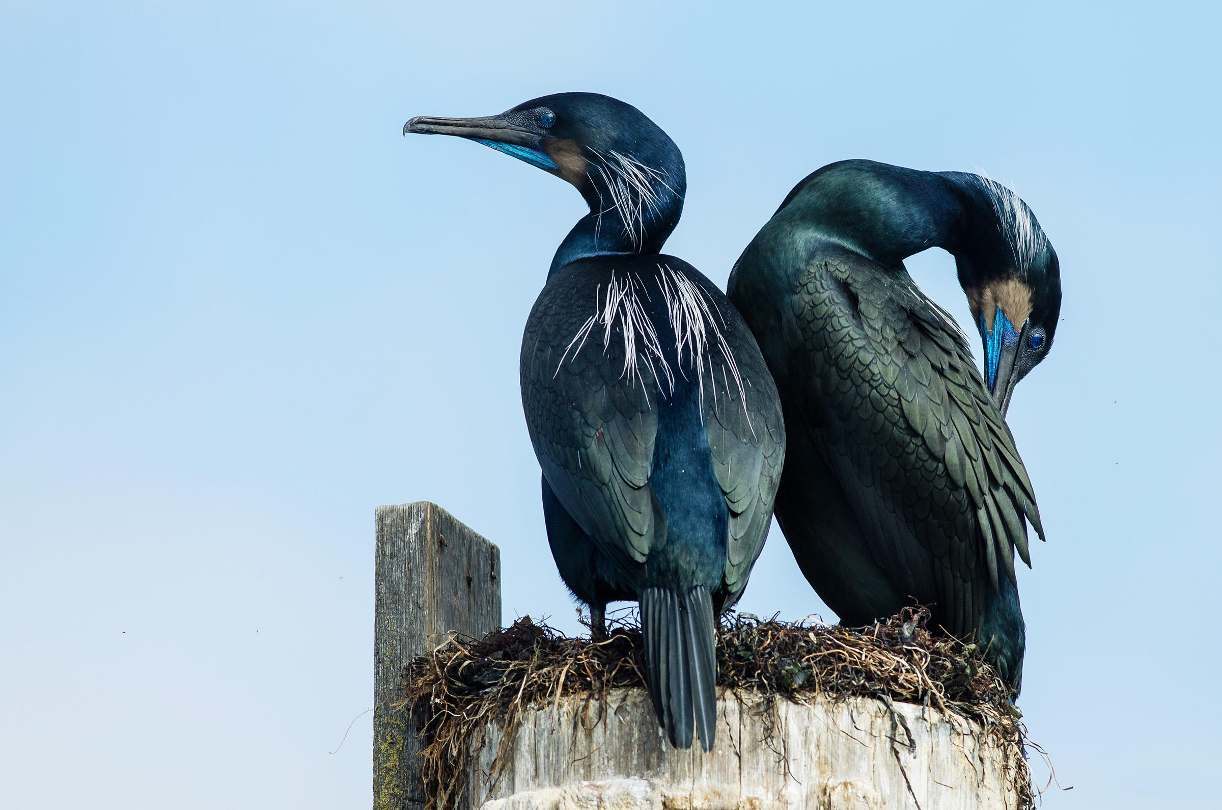 2400x1590 Brandt's Cormorant Audubon Field Guide