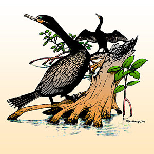 300x300 Cormorant Drawings Fine Art America