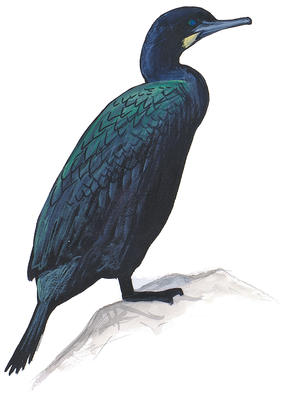 291x400 Cormorants Audubon