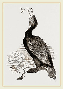 213x300 Crested Cormorant Drawing By Litz Collection